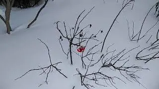 Соска на розе.