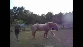 август 2015. Как запрыгивать на лошадь)) Буфет и Дима