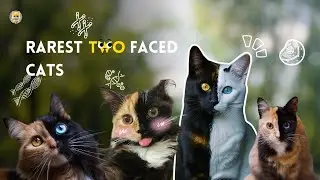Chimera Cat : Rarest cat with two different DNA 🧬 set