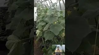 Про питание для огурцов и борьба с вредителями