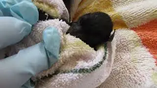 Two Reluctant Human Midwives Deliver A Battie Baby Girl