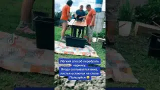 Легкий способ перебрать чернику