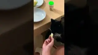 Ева и дыня 🍈. #cat