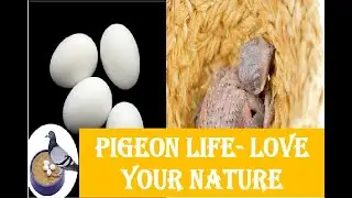 Pigeon and its 4 eggs (Interesting....) Always love the nature life