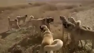 Grup Kangal Kavgası 4'e 5 ( 2018 )
