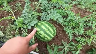 Morning Garden Walk- August 2024 Maine Zone 5a