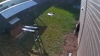 Bird of prey swooping in for chickens | Nampa, ID