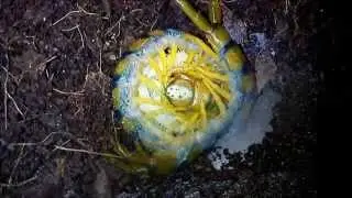 ESCOLOPENDRA