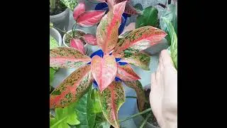 Самая первая 