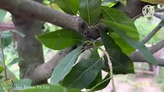 Rệp sáp trên cây mai-dấu hiệu và cách phòng trị