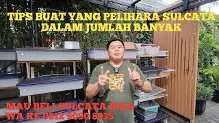 TIPS BUAT YANG PELIHARA SULCATA DALAM JUMLAH BANYAK