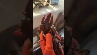 Rare double jointed lobster claw!