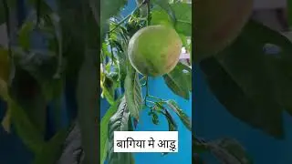#आड़ू का पेड़#