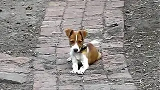 Cats, dogs
