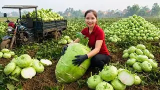 [TIMELAPSE] Harvesting Giant Organic Kohlrabies Go To Market Sell, Stir-fried Kohlrabi With Meat