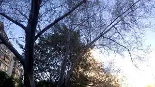 20180529 Сладики  Гусеницы  Паутина  Дерево  Красноярская улица 3к2