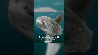 Mola mola, or ocean sunfish, can grow to be the size and weight of a pickup truck!!