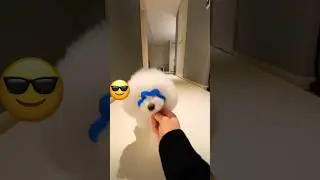 😎 #животные #собака #animals #subscribe #funnyvideos