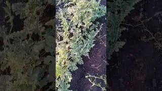 ворони роблять шкоду на кавуні
