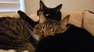 Snuggle Buddies | Relaxing Cat Video