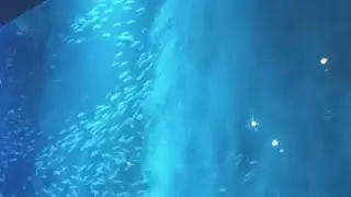 Lotte World Aquarium