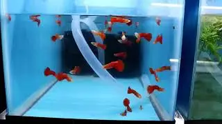 Guppy de Linhagem Belos exemplares de Guppy