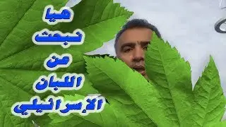هل اختفى اللبان الإسرائيلي؟