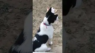 Puppy Wants to Jump