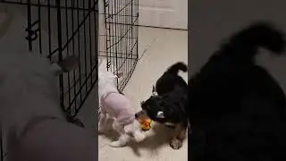 🥰😍 Смешные малепусики в двух сериях. Серия 1.