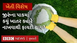 Cumin Farming: જીરાના પાકમાં કયું ખાતર આપવું અને ક્યારે આપવું?