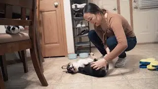 Corgi Puppy - Taking Care of a Puppy for the First Time