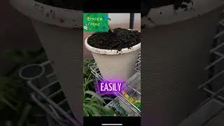 TRANSPLANTING A ORANGE !#gardening #shortsfeed #shortsviral #growth  #growyourownfood #growthfarming