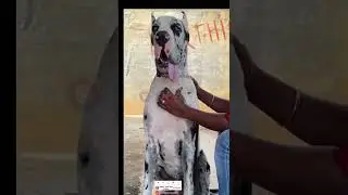 #shorts #trending #awesome #trendingshorts #petlover #pets #photographylovers #doglover #doglovers