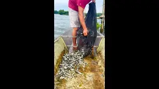Ganito palagi ang ginagawa namin araw araw ang pumalaot at mag angat ng takip ng cage/TALIM ISLANDER