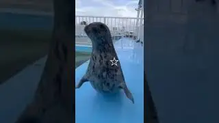 seal :D
