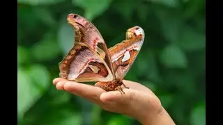 moth