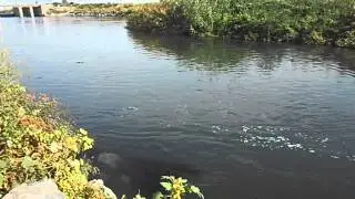 Hovtashen damba, platina (Овташенская платина)