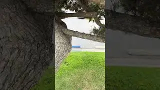 Tree part 1
