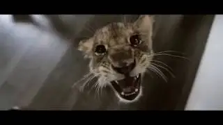 Lion Attacks Zedd