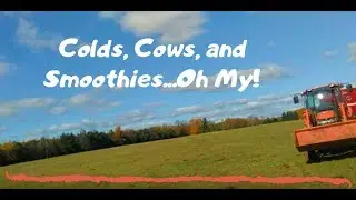 Colds, Cows and Smoothies...Oh My!