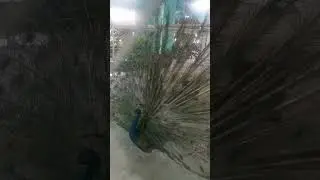 Красавец павлин-мавлин❤️🤣 