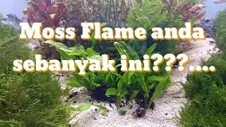 Tank 120 dominasi Moss Flame