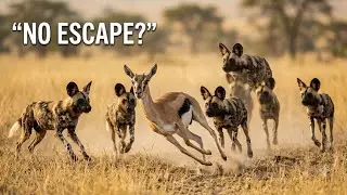 🐕 African Wild Dogs: Nature’s Ultimate Team Hunters | The Hunt for Survival 🦌
