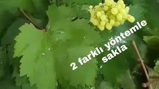 ‼Asma yaprağı nasıl saklanır ‼garantili 2 saklama, basma yöntemiyle #asmayaprağısaklamayöntemleri