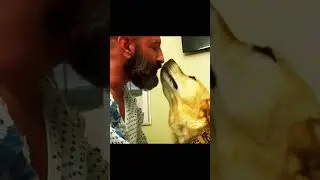 Sigma dog wait his owner to recover