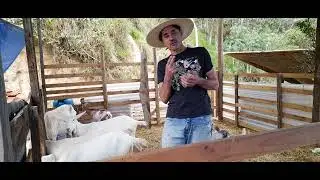 Como aumentar a leite das cabras leiteiras . Capril Garavaggio- Cabras Saanen