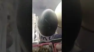 Emu egg for 70 AED at Dubai Waterfront Market 16.03.2023