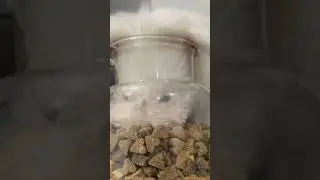 When Treats Go Missing! Sneaky Puppy Does the Job!