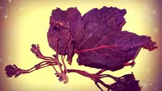 How to dry basil (don't throw away the sprigs!!!)