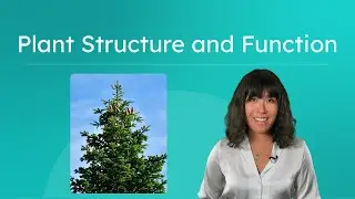 Plant Structure and Function - Biology for Teens!